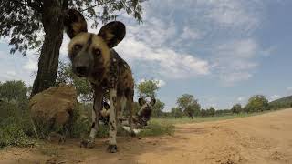 VR Game Park Wildlife Safari trip - Photos of Africa @livestreamnature @PhotosofAfrica