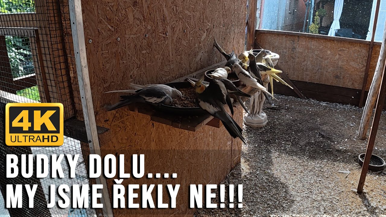 🔴[4K ]  Vzpoura ve voliéře – sundat budky? To ani nápad! │KorelyEu