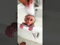 #monkey #adorably #babymonkey #adoreble #cute #animals #adorable #shorts