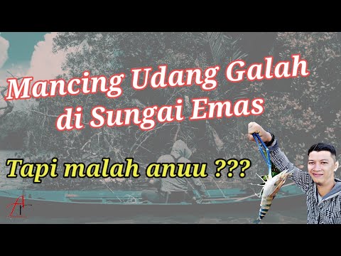 MANCING UDANG GALAH DI SUNGAI EMAS SEBANGKAU, MALAH NGANUUU !!! #001