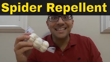How To Make Spider Repellent-Easy Tutorial