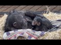 Baby chimpanzees with their mother  part 10