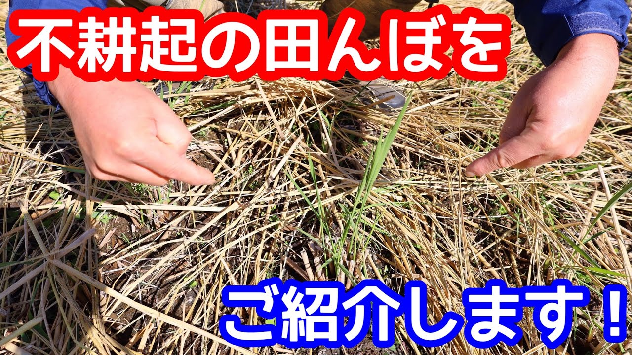 【自然菜園】竹内さんの不耕起の田んぼ紹介！