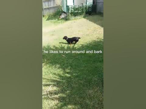this is the cutest dashhound of all - YouTube