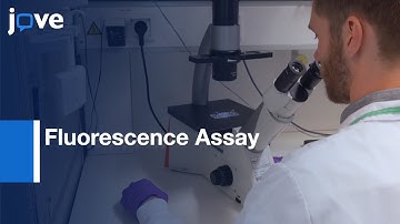 Fluorescence Assay of Lipid Droplet Formation in Intestinal Organoids | Protocol Preview