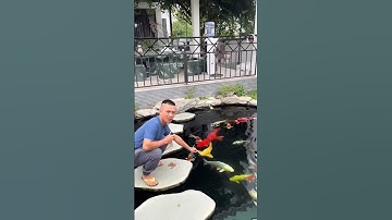 Review bể Cá Koi siêu khủng tại biệt phủ Mao Đệ Đệ #shorts #funny #haihuoc #tammaotv