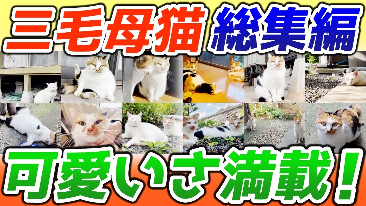 庭子猫達を三毛母猫夫婦と共に立派な猫に育ててきたこれまでの軌跡【感動の物語】