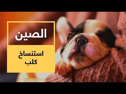 فيديو: يذهب استنساخ الحيوانات الأليفة لأغراض تجارية