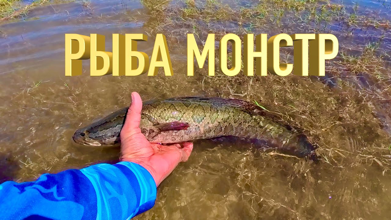 Рыбалка на монстров местных озёр.