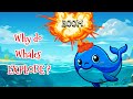 Why do Whales EXPLODE | Kids Educational video | Kids Learning video | General Knowledge