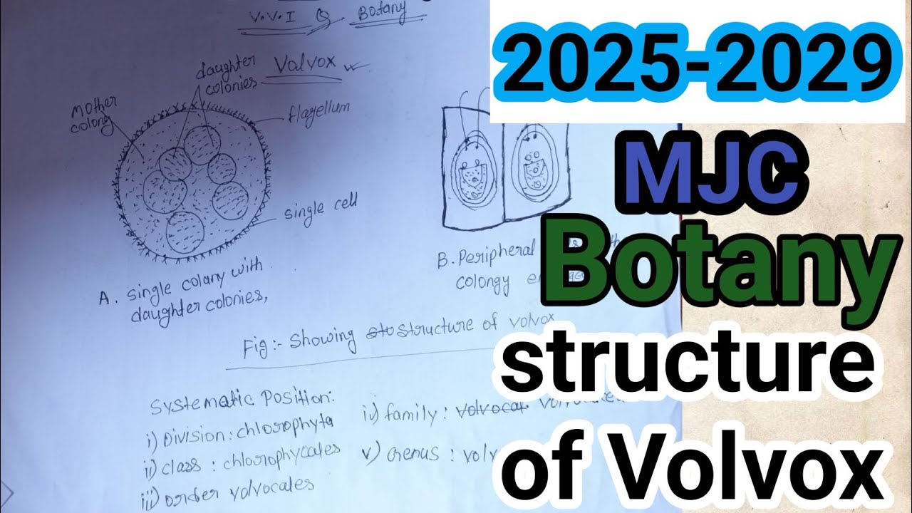 Structure of Volvox, 2025-2029 Botany (MJC,MIC,MDC)