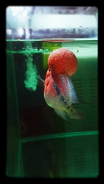 Louhan KSRD (King Super Red Dragon)
