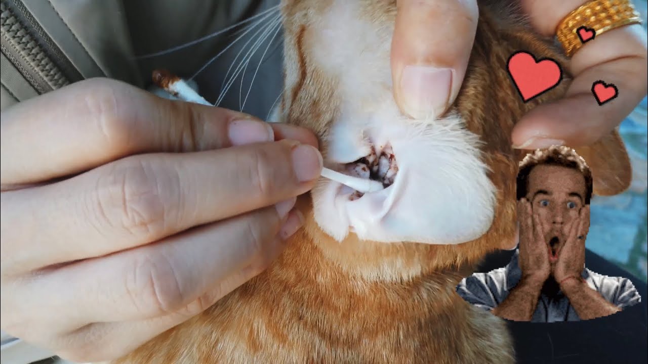 Cat's Ear Wax Removal at Home DIY | Meow Family - YouTube
