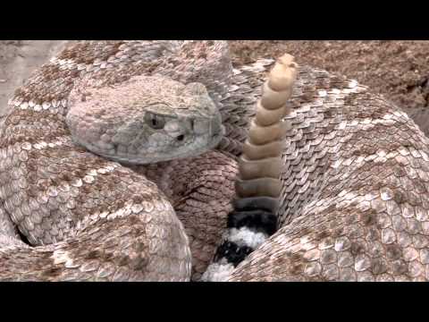 Western Diamondback Rattlesnake 2011 He