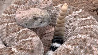 Western Diamondback Rattlesnake 2011 Hello, My name is Orry Martin: The Texas Snake Hunter.  This documentary is about the Western Diamondback Rattlesnake (Crotalus atrox).  This snake has such an undeserved reputation for being a monster and is typically killed on site by most people.  This video shows how unaggressive they are and how they choose to only defend themselves.  Please help to stop rattlesnake round-ups and stop the unnecessary killing of these beautiful snakes found across Texas.