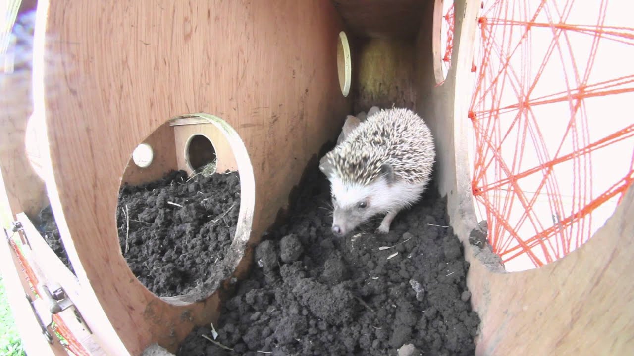 Pronto!!! casa hedgehog