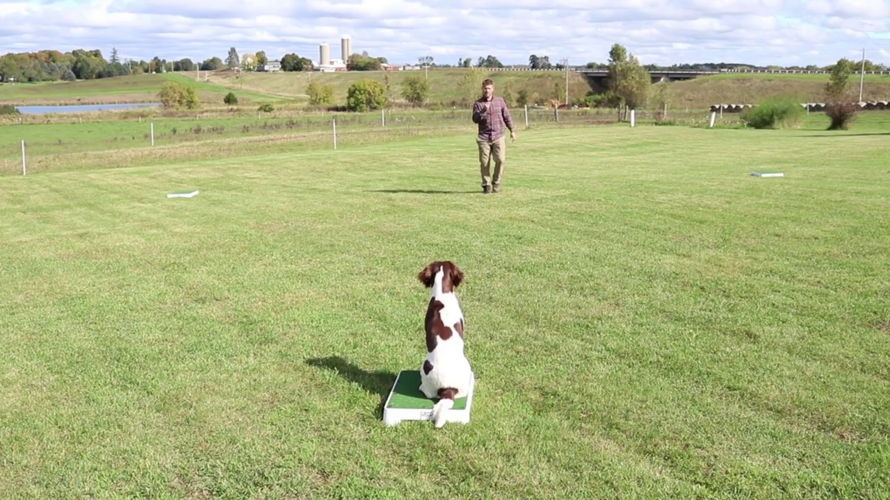 Teach your dog to STAY using Cato Boards! 