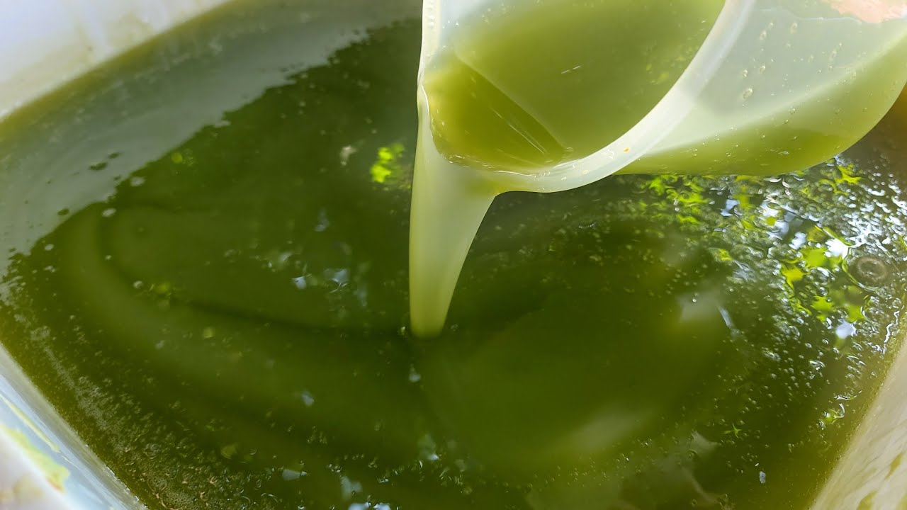 SABÃO DE ÁLCOOL COM FOLHAS DE MAMÃO, RENDE MUITO.🍃