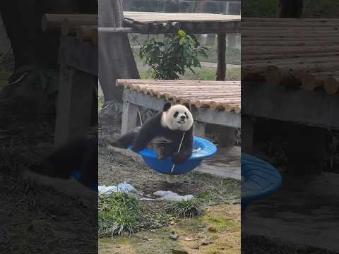 Yu Ai The Giant Panda So Chonky Even The Bowl Can T Handle Her Funny Cute Funnyvideo 熊猫 