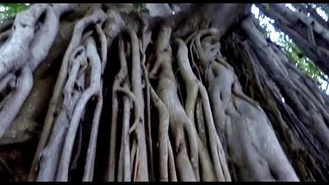 Miami Downtown Mysterious Banyan Tree. Vlog: Russian Girl in USA. Part 25