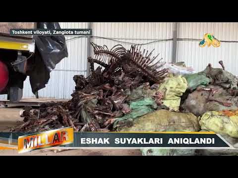 Men porno videoni tomosha qildim va jirkandim.