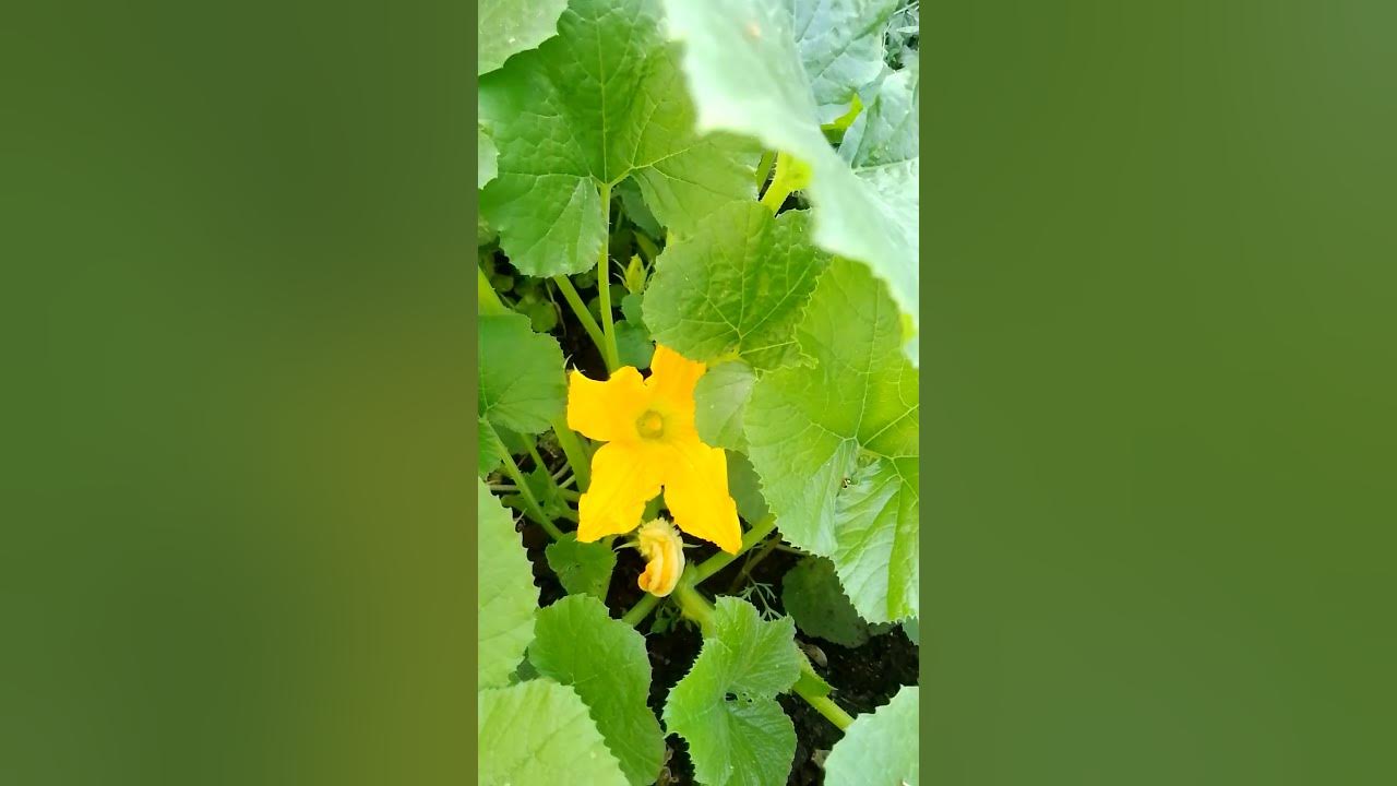 Кабачок. - YouTube
