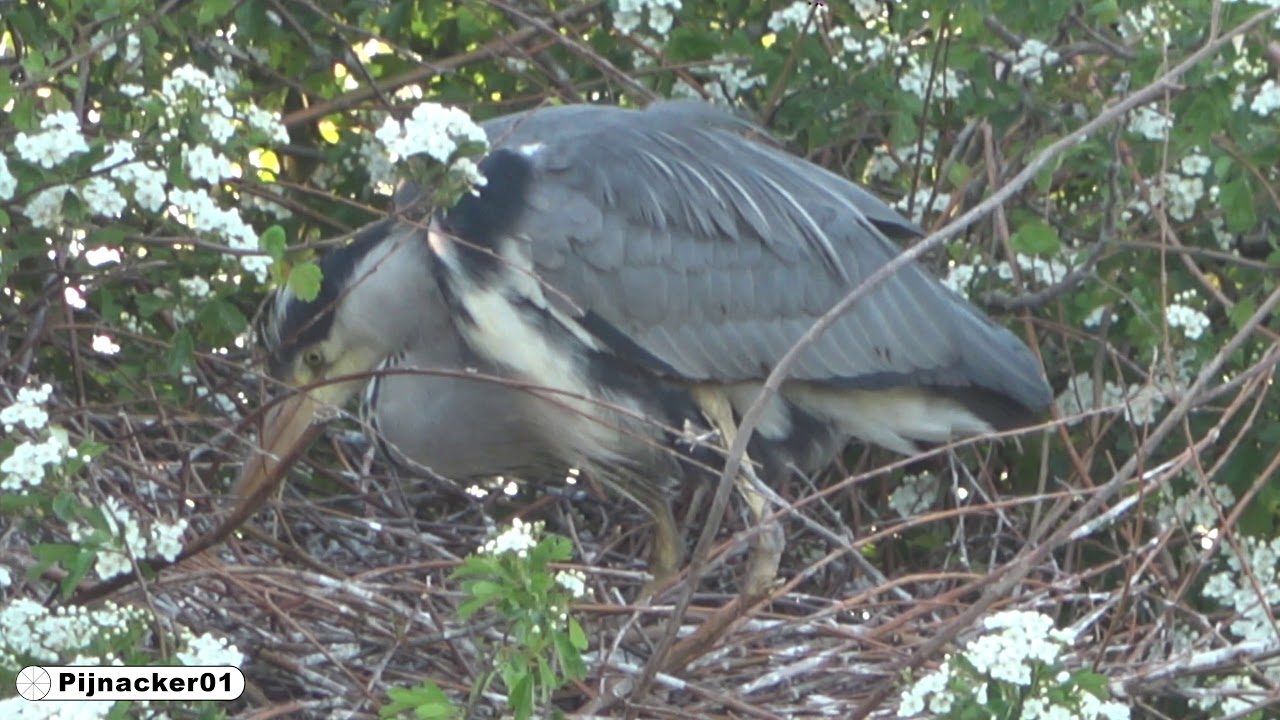 Blue Heron Eggs Hatching April 2020