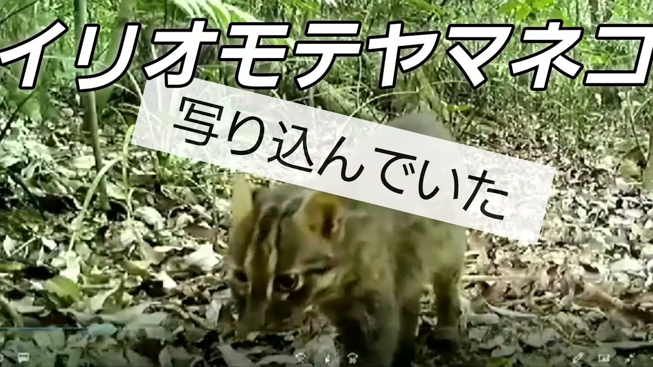 貴重映像 イノシシを待っていたら あのヤマネコがやってきた 沖縄タイムス プラス ニュース 沖縄タイムス プラス 貴重映像 イノシシを待っていたら あのヤマネコがやってきた 沖縄タイムス プラス ニュース 沖縄タイムス プラス