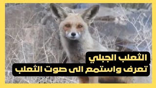 الثعلب الجبلي | تعرف واستمع الى صوت الثعلب الجبلي | fox