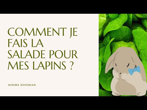 Vidéo: Salade De Lapin