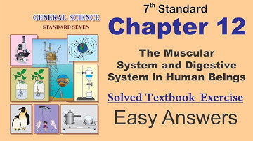 Std 7th Science Chp 12 - The Muscular System and Digestive System in Human Beings Question & Answers