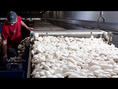 How to Harvest Million Mushroom with Machine - Modern Mushroom Farm, Mushroom cultivation Technology