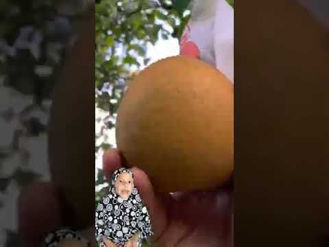 اغرب فواكه العالم فى التاريخ جمد قلبك وشاهد Shorts منوعات مقالب فواكه فواكة غريبة