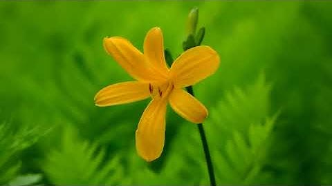 سورة يوسف بصوت القارئ أسامة صبحي حسين