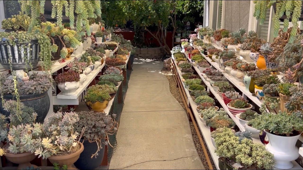 Succulent Garden 🪴 