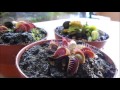 Cómo cuidar plantas carnívoras Venus atrapamoscas || Orquiplanet