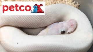 Exotic Snakes and Reptiles 🦎  🐍  🐊  | Petco Tour 2 | Pet Tours