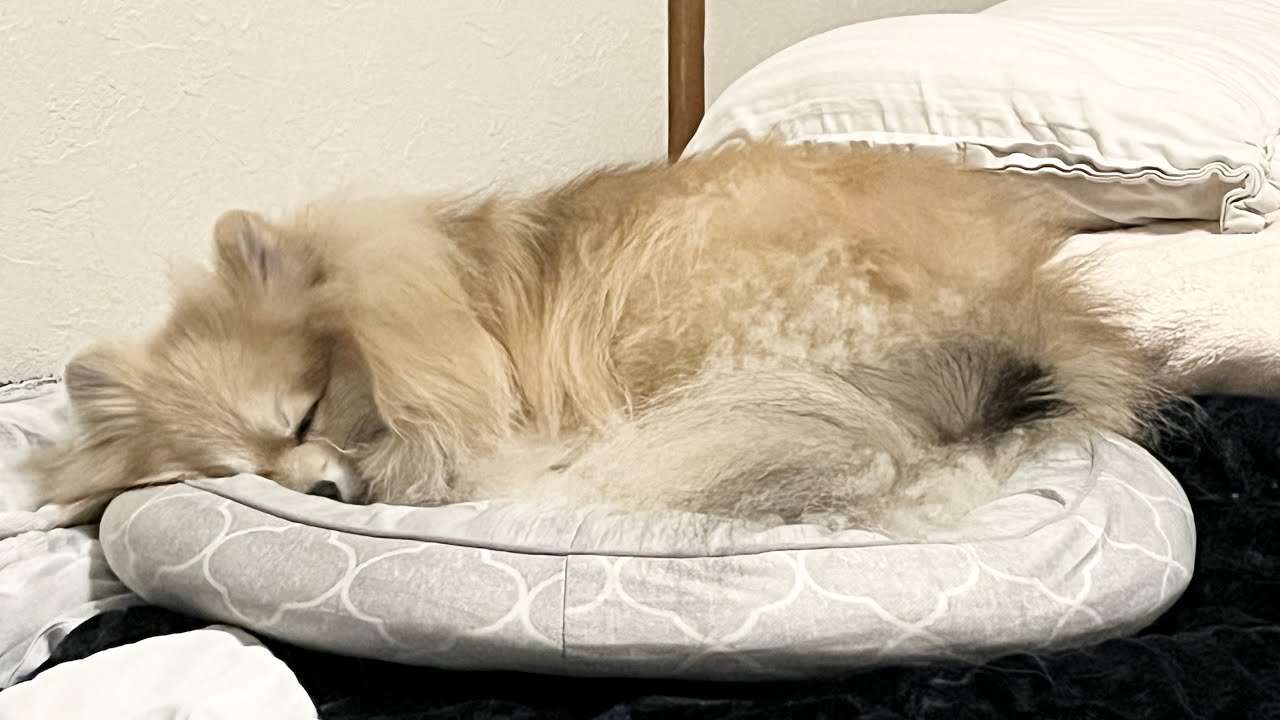 【メルカリ雑談ライブ】ぬいぐるみとドライヤーとスーツケースを梱包していく！【9月15日きりがいいとこまで】