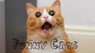 Funny Videos - Funny Cats Compilation - Funny Animals by Tengo Videos De Risa 837,969 views 9 years ago 3 minutes, 12 seconds
