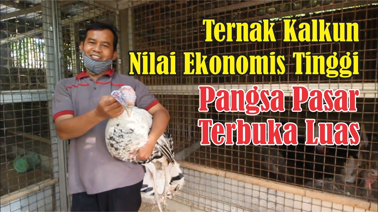 Bantul Kalkun Farm || Sukses Pelopori Dunia Peternakan Kalkun