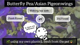 Making butterfly pea tea using dry and fresh flower