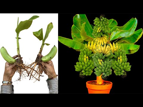 Uncovering the Secret to Perfect Banana Grafting! | How to grow bananas