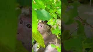 Dimitri acts like the CEO of monkey business. #everyone #monkey