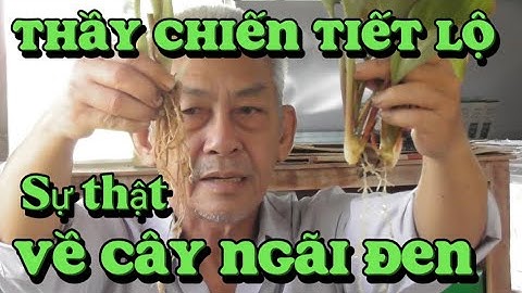 Thầy Chiến tiết lộ sự thật về cây ngãi đen