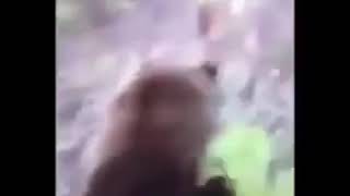 MAN KICKS BEAR AND GETS ATTACKED ON VIDEO #shorts #trending #viral