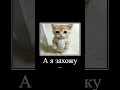 купил бальзамчик #мем #мемы #котики