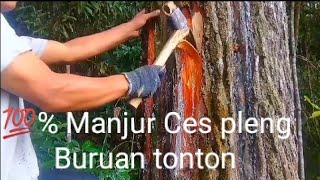 Cara sadap PINUS yang benar.Hasil melimpah