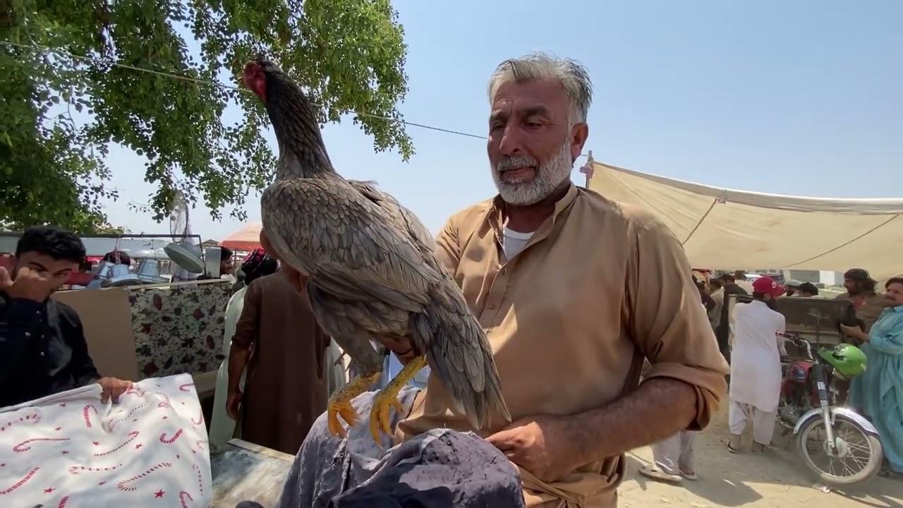 Sasti ASEEL murga Mandi |haripur mandi update