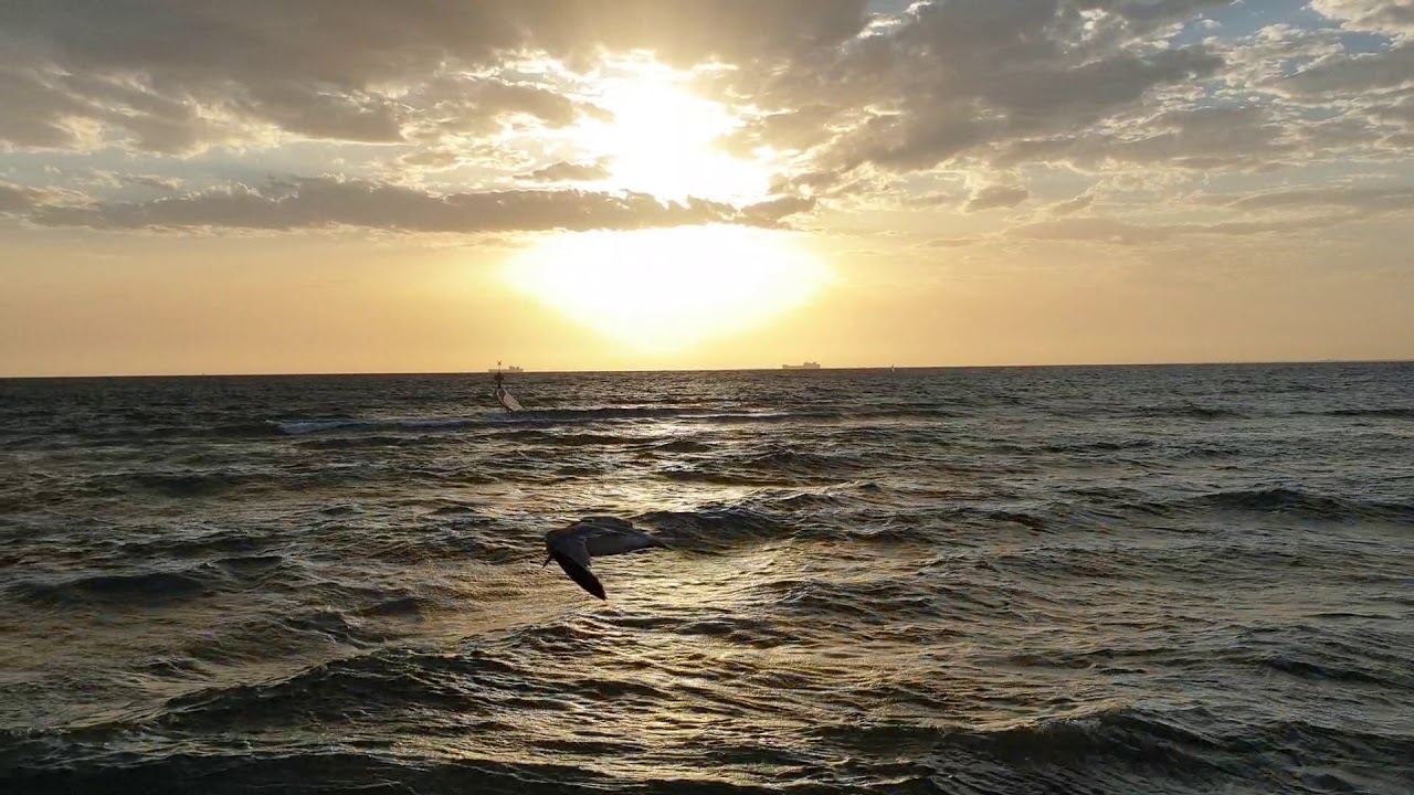 Bird flying against the wind YouTube