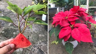 Try using watermelon to grow poinsettias, the results will surprise you